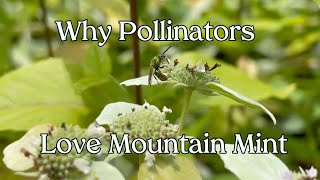 WTF are these pollinators doing Ep 2 Mountain Mint [upl. by Noteloc]