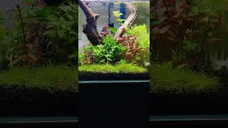 30x30x30 Cube Aquarium [upl. by Shoifet258]