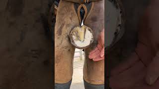 Farrier is trimming a horses hoof to be fitted for a new shoe [upl. by Ardnos]