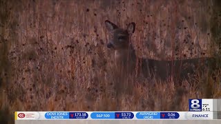 Irondequoits deer management program is underway [upl. by Ophelie601]