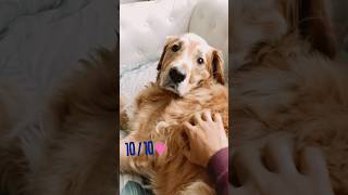 OhYeah😜yt funny cute youtubeshorts happy ytshorts trending dog love goldenretriever [upl. by Ketti]