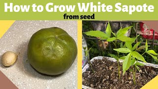 How to Grow White Sapote from Seed [upl. by Breban612]