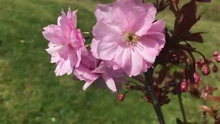 Flowering Kwanzan Cherry tree Update [upl. by Piefer]