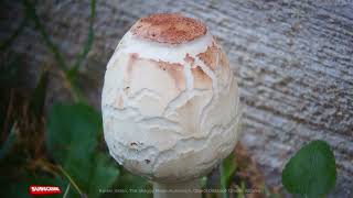 Exploring The Shaggy Mane Mushroom under a Microscope [upl. by Lorant864]