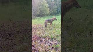 Coyote Prowls the Early Morning Field [upl. by Hahsi]