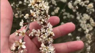 Schlehe  Schwarzdorn Prunus spinosa im Garten anbauen [upl. by Altman]