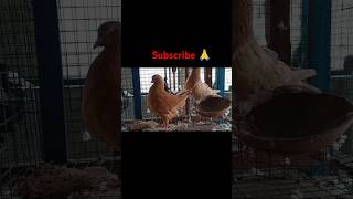 Fancy pigeon beautiful king kabutar pigeon bird viralvideo ytshortsindia yt [upl. by Ellimaj]