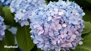 How to Grow Hydrangeas  Mitre 10 Easy As Garden [upl. by How]