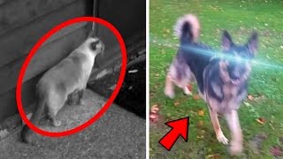 5 Animals With Superpowers Caught on Tape [upl. by Nivlac]