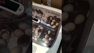 quail eggs incubator hatching quail incubator shortvideo [upl. by Tripp]