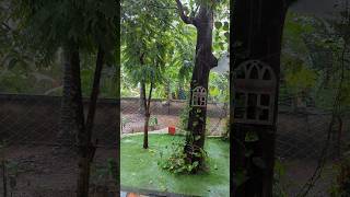 A Rainy Day At Home 🏠🏡 rainyday peace relaxing chilling green home youtubeshorts backyard [upl. by Iaras]