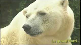 Le grand nord ours polaires et loups au Zoo dAmnéville [upl. by Nacim]