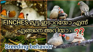 Finches breeding symptoms  Finches breeding behavior  Finches malayalam  LIFE OF JO lifeofjo [upl. by Allehcim509]