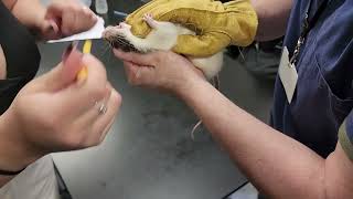 Students treat malocclusion on a rat  SWBOCES Animal Science [upl. by Zasuwa]