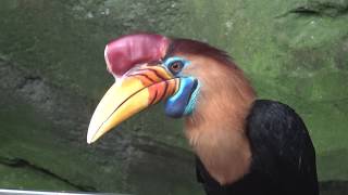 Helmhornvogel  Knobbed Hornbill  Aceros Cassidix [upl. by Dasie]