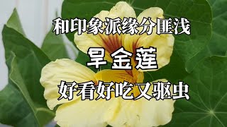 和印象派缘分匪浅旱金莲 Nasturium好看好吃又驱虫 [upl. by Mchale]