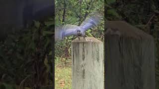 Blue jay caches first peanut and comes back for another short birdwatching bluejay [upl. by Ynned759]