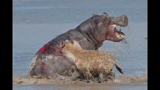 Hyenas vs Hippo  Amboseli NP  Kenya 2019 [upl. by Malissa935]