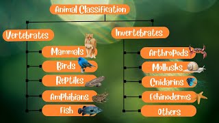 Animal Classification Vertebrates and Invertebrates [upl. by Shaddock710]