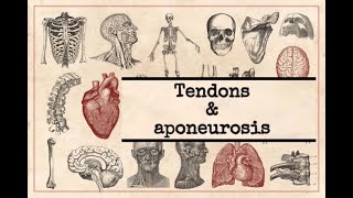 General anatomy  10 Tendon amp Aponeurosis [upl. by Sewell]