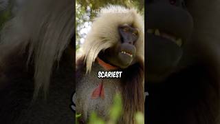 Gelada Baboon  The Scariest Herbivore On Earth [upl. by Areis]