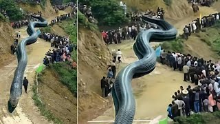 10 Biggest Snakes Ever Found On Earth [upl. by Divod221]