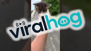 Guy Saving a Kitten Gets Ambushed by a Group of Them  ViralHog [upl. by Jeffery]