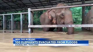 Typhoon Yagi kills over 500 elephants evacuated as flooding hits Thailand [upl. by Aivart187]