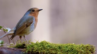 Birds Singing Without Music 8 Hour Bird Sounds Relaxation Soothing Nature Sounds Birds Chirping [upl. by Cohla]