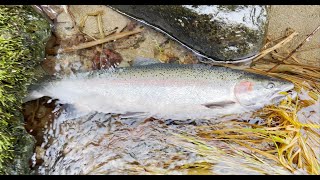 Winter Steelhead fishing at strong current creek [upl. by Jeromy]