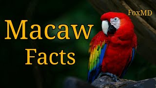 Macaw Facts  Things To Know About Macaw Parrots [upl. by Anerom90]