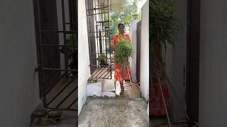 Mini Vlog 98  Slow And Peaceful Morning sowbaraniyaramesh minivlog slowliving youtubeshorts [upl. by Henrietta163]