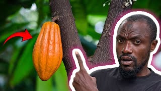 What they did not tell you about COCOA plant will shock you [upl. by Allac]