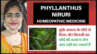 Phyllanthus niruri Q for liver and gastric problems।।Magical remedy for hepatitis and gastritis।। [upl. by Saticilef]