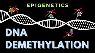 DNA demethylation  Introduction  Epigenetics  GATECSIRNET [upl. by Nnaerb]