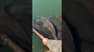 fishing korda catchandrelease kordaofficial fishinglife [upl. by Oneg]