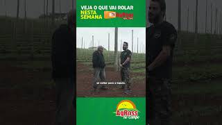 Produção de Lúpulo parte 1 lúpulo agross tvagross agrossnocampo [upl. by Nets511]