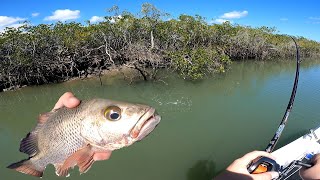 MANGROVE JACK MADNESS PT2 [upl. by Marutani]