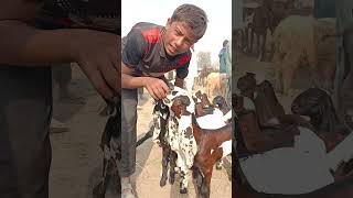 Sahiwal Mandi Update bahawalsherbakratv goat sahiwalmandi [upl. by Burford590]