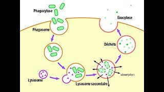 معلومة مهمة Les lysosomes fonction hétérophagie [upl. by Eimaj]