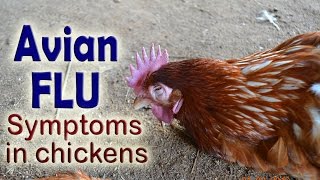 Bird Flu Symptoms H5N1 Avian influenza in poultry POULTRY DISEASES Aviäre Influenza [upl. by Estel]