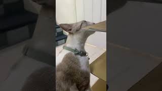 Cat Sniffing😊 cutecat sniffing funny viralshorts catvideos [upl. by Anthony512]