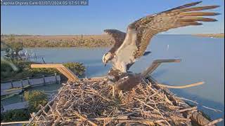 2024 02 07 Captiva Osprey Cam [upl. by Reger]