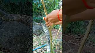 A106 Grafting fruit trees techniquesgrafting lemon wedges shorts easy YouTube youtubeshorts [upl. by Stenger73]