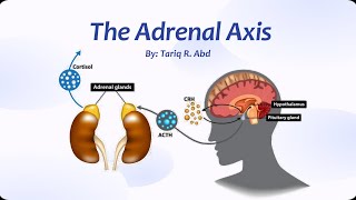 The Adrenal Axis [upl. by Elinnet]