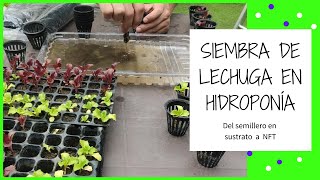 LECHUGA HIDROPONÍCA 💧🌱🥬 Siembra  Trasplante de lechuga en sistema NFT [upl. by Kimberlee]