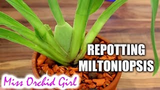 Repotting Miltoniopsis Orchid in Seramis and hydroton [upl. by Milt]