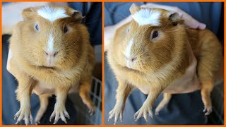 Attempting to tame a guinea pig [upl. by Soraya]