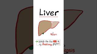 Anatomy of the Liver bile ducts gall bladder…anatomy biology science nurse doctor mbbs [upl. by Aimal861]