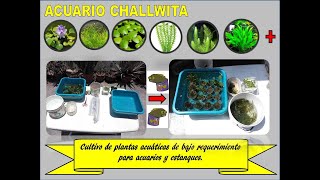 CULTIVO DE PLANTAS ACUÁTICAS DE BAJO REQUERIMIENTO PARA ACUARIOS Y ESTANQUES  ACUARIO CHALLWITA [upl. by Rovaert980]